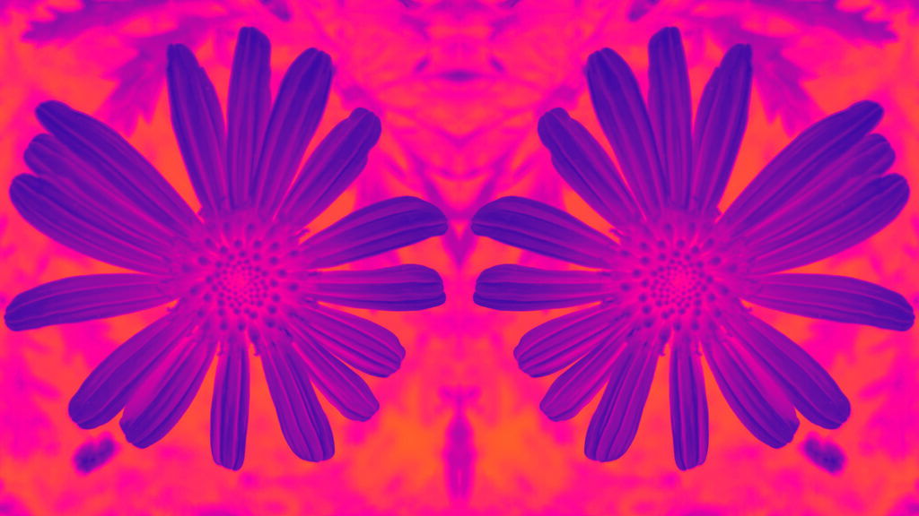 Repeating pattern of a photo of a single Paris Daisy, heavily color-manipulated so it's orange and magenta.