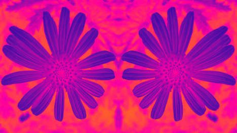 Repeating pattern of a photo of a single Paris Daisy, heavily color-manipulated so it's orange and magenta.