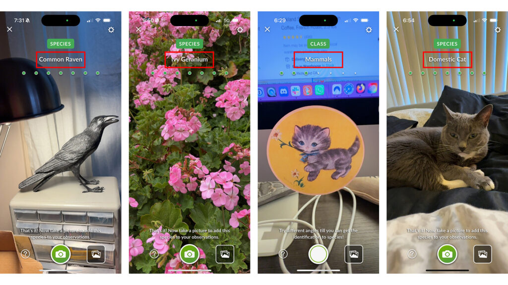 iPhone screenshots using the Seek app. Left to right: sculpture of bird ID'd as Common Raven, plant with flowers ID'd as Ivy Geranium; yellow coaster with grey kitten illustration ID'd as Mammal; gray-and-white cat ID'd as Domestic Cat.