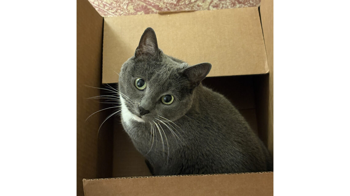 Photo shot from above of a gray and white cat with light green eyes, looking up at the viewer. The cat is in a cardboard shipping box.